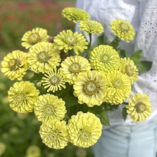 Zinnia Elegans Envy Nasiona Cynia