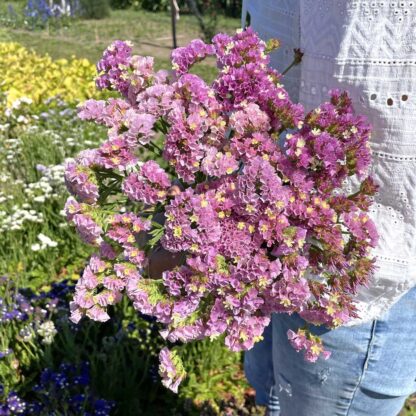 Limonium Forever Happy Nasiona Zatrwian