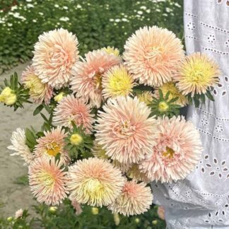 Aster King Size Apricot Nasiona Aster