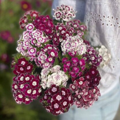 Dianthus Hollandia Purple Crown Nasiona Goździk