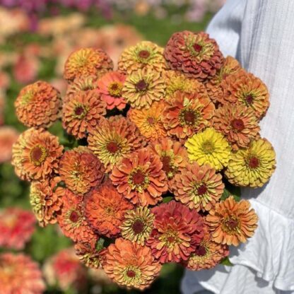 Zinnia Elegans Queeny Lime Orange Nasiona Cynia