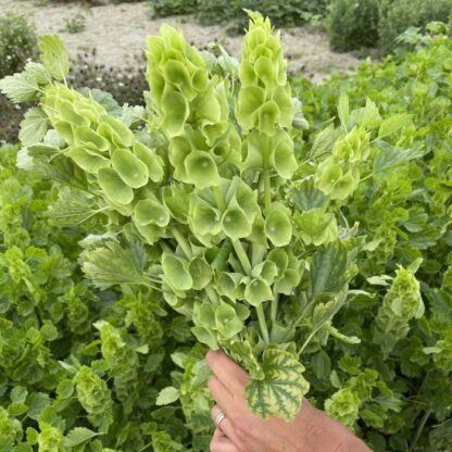 Moluccella Bells of Ireland Nasiona Dzwonki Irlandii