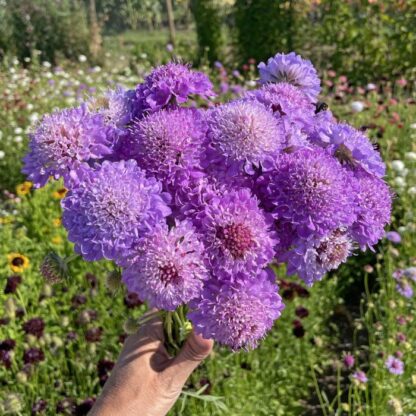 Scabiosa Blue Cockade Nasiona Driakiew