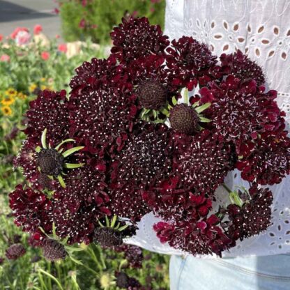 Scabiosa Black Knight Nasiona Driakiew