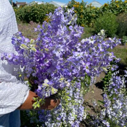 Delphinium Frosted Skies Nasiona Ostróżka