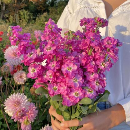 Matthiola Anytime Hot Pink Nasiona Lewkonia