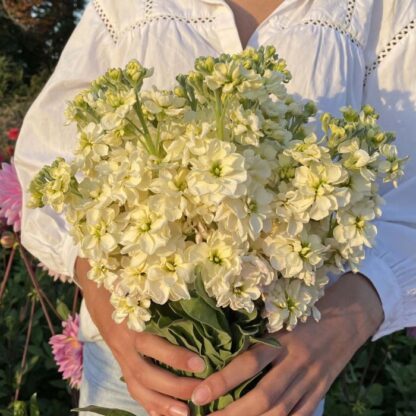 Matthiola Anytime Yellow Nasiona Lewkonia