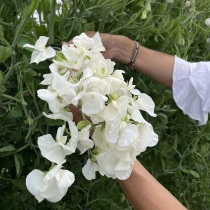 Lathyrus Odoratus Royal White Nasiona Groszek Pachnący