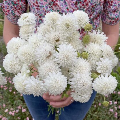 Scabiosa Snowmaiden Nasiona Driakiew