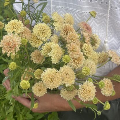 Scabiosa Fata Morgana Nasiona Driakiew