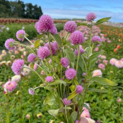 Gomphrena Pink Nasiona Gomfrena