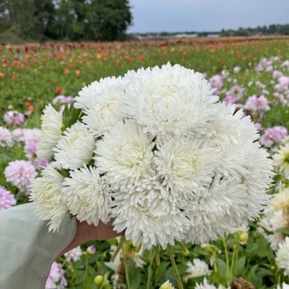 Aster King Size White Nasiona Aster