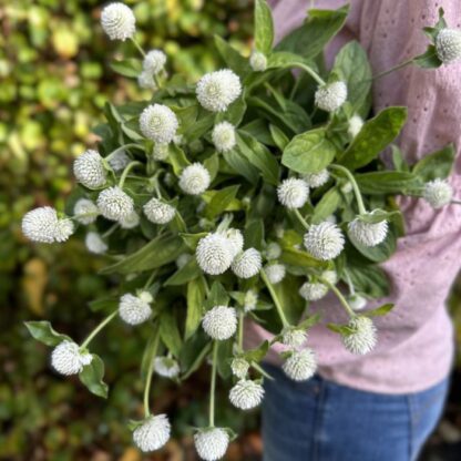 Gomphrena White Nasiona Gomfrena