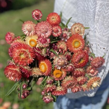 Helichrysum King Size Salmon Nasiona Kocanka