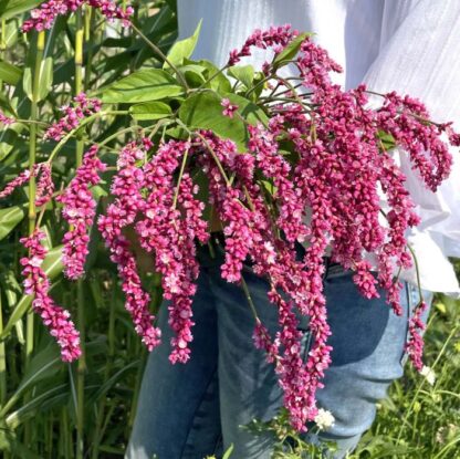 Persicaria Cerise Pearls Nasiona