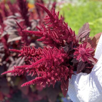 Amaranthus Velvet Curtains Nasiona Szarłat