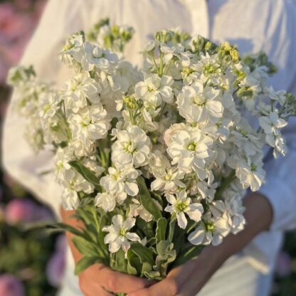 Matthiola Anytime White Nasiona Lewkonia