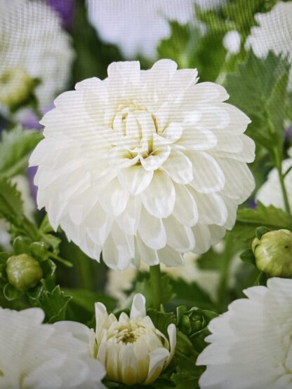 White Trophy Dalia