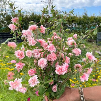 Clarkia Appleblossom Nasiona Dzierotki