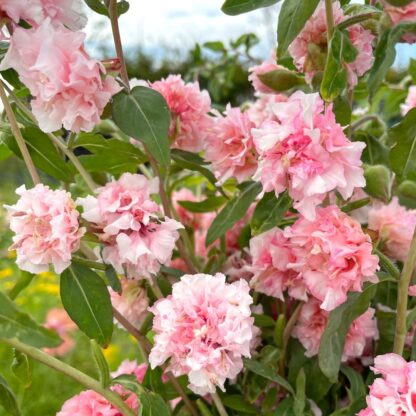 Clarkia Appleblossom Nasiona Dzierotki - obrazek 2