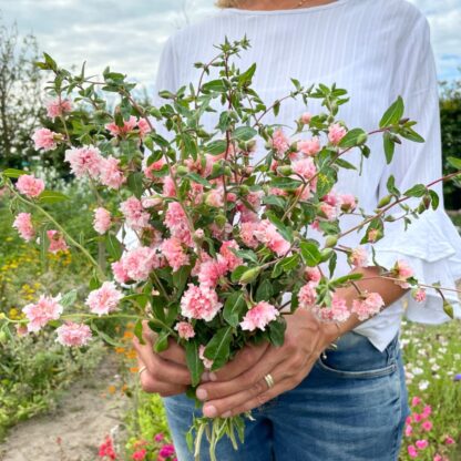 Clarkia Appleblossom Nasiona Dzierotki - obrazek 3