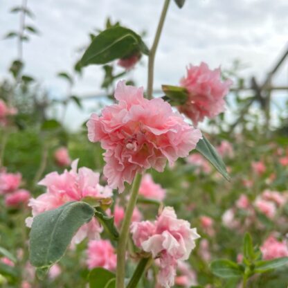 Clarkia Appleblossom Nasiona Dzierotki - obrazek 4