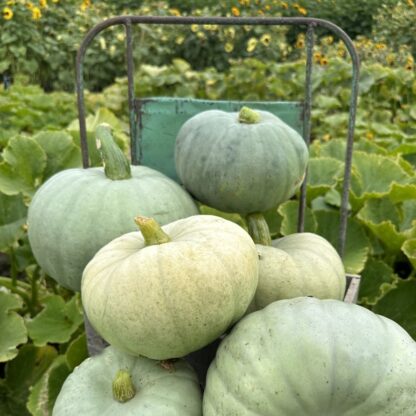 Cucurbita Bush Baby Nasiona Dynia - obrazek 3