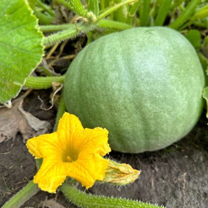 Cucurbita Bush Baby Nasiona Dynia - obrazek 4