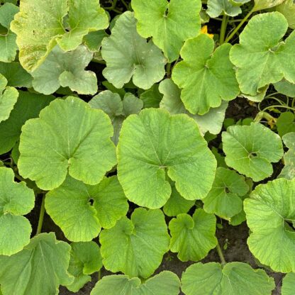 Cucurbita Bush Baby Nasiona Dynia - obrazek 5