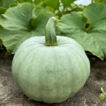 Cucurbita Bush Baby Nasiona Dynia - obrazek 6