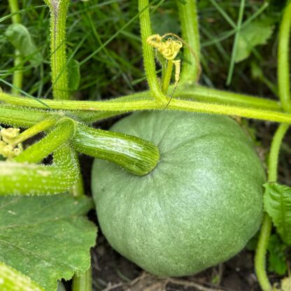 Cucurbita Bush Baby Nasiona Dynia - obrazek 7