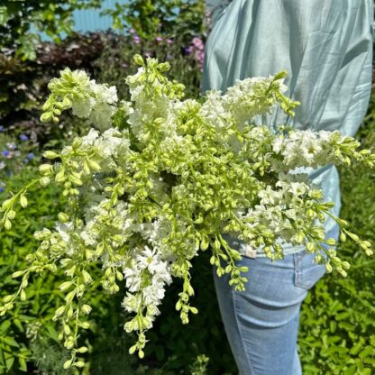 Delphinium EVA White Nasiona Ostróżka