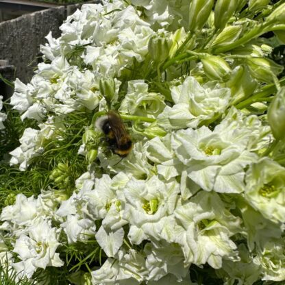 Delphinium EVA White Nasiona Ostróżka - obrazek 2