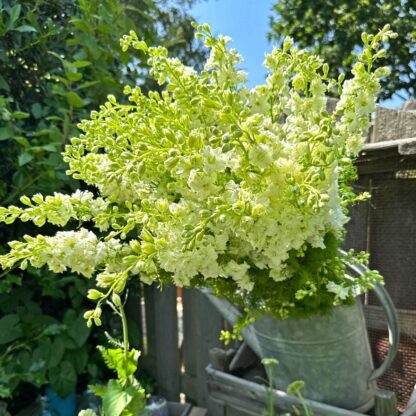 Delphinium EVA White Nasiona Ostróżka - obrazek 3