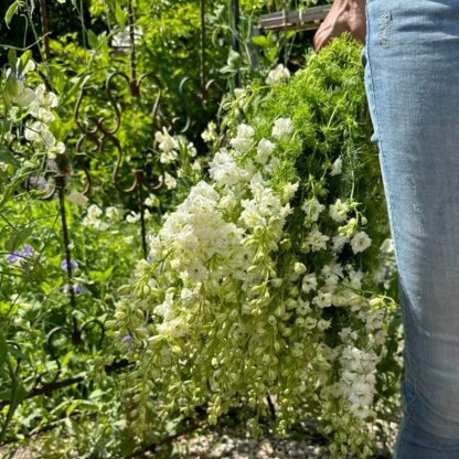 Delphinium EVA White Nasiona Ostróżka - obrazek 4