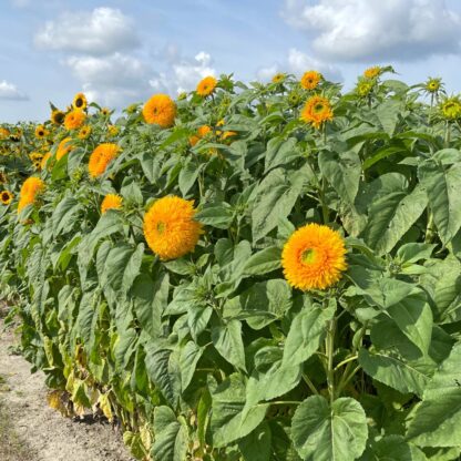 Helianthus Orange Sun Nasiona Słonecznik - obrazek 2