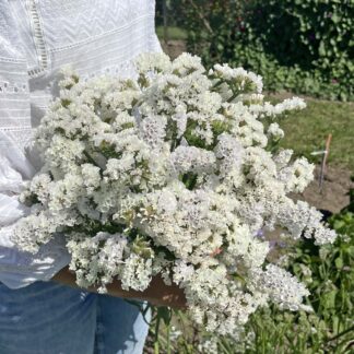 Limonium Forever Silver Nasiona Zatrwian