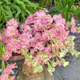 Matthiola Antique Rose Nasiona Lewkonia