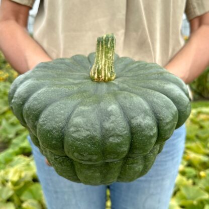 Cucurbita Queensland Blue Nasiona Dynia