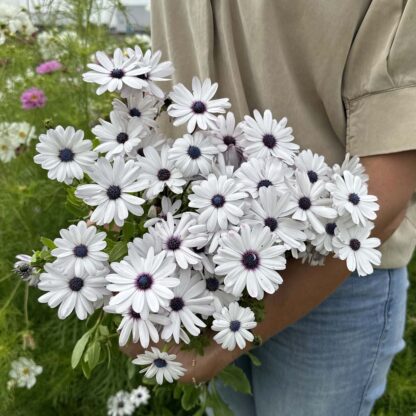 Osteospermum Sky and Ice Nasiona Stokrotka