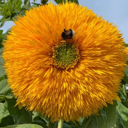 Helianthus Orange Sun Nasiona Słonecznik