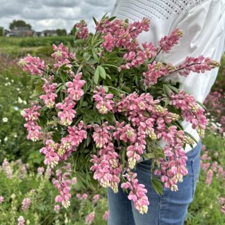 Lupinus Avalune Pink Nasiona Łubin