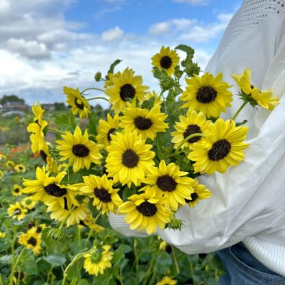 Helianthus Soluna Lemon Nasiona Słonecznik