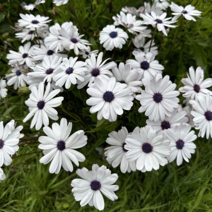 Osteospermum Sky and Ice Nasiona Stokrotka - obrazek 2