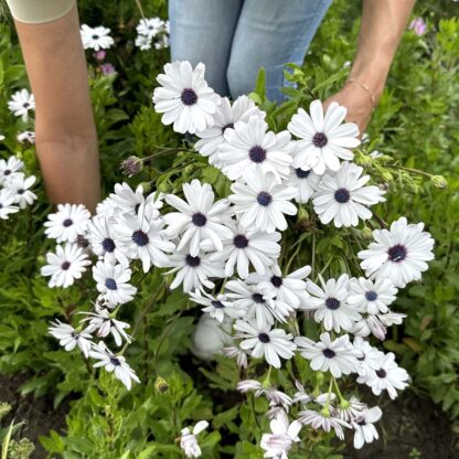 Osteospermum Sky and Ice Nasiona Stokrotka - obrazek 3