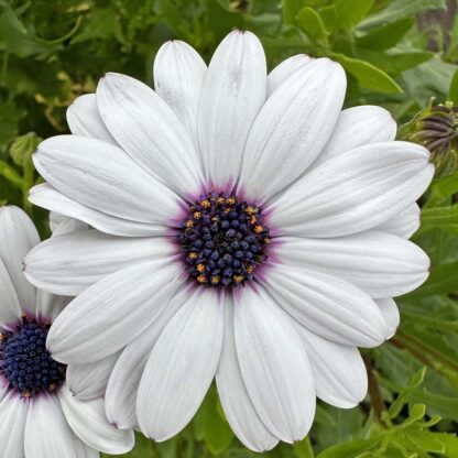 Osteospermum Sky and Ice Nasiona Stokrotka - obrazek 4