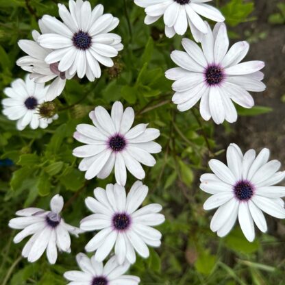 Osteospermum Sky and Ice Nasiona Stokrotka - obrazek 5