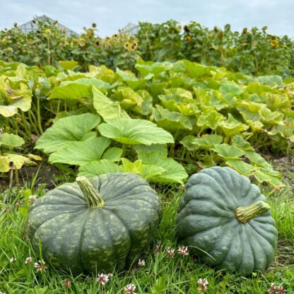 Cucurbita Queensland Blue Nasiona Dynia - obrazek 3