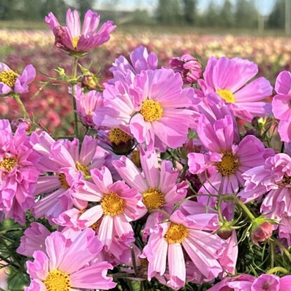 Cosmos Sea Shells Rose Nasiona Kosmos - obrazek 2