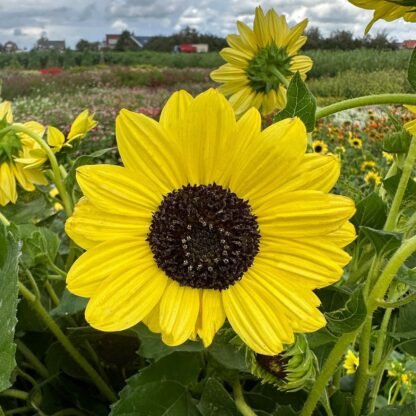 Helianthus Soluna Lemon Nasiona Słonecznik - obrazek 2